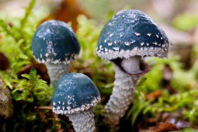 Mushroom stropharia blue-green (Troyshling yar copperhead): photo and description, use