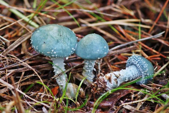 Mushroom stropharia blue-green (Troyshling yar copperhead): photo and description, use