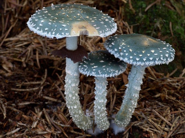 Mushroom stropharia blue-green (Troyshling yar copperhead): photo and description, use