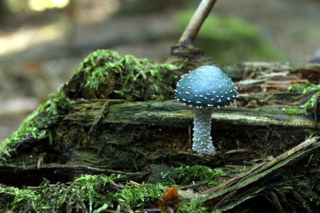 Mushroom stropharia blue-green (Troyshling yar copperhead): photo and description, use