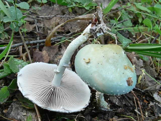 Mushroom stropharia blue-green (Troyshling yar copperhead): photo and description, use