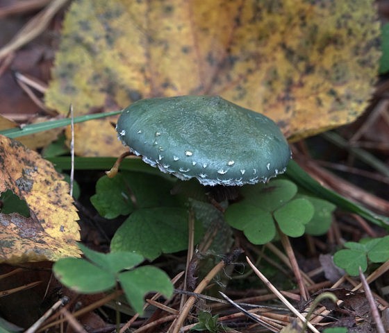 Mushroom stropharia blue-green (Troyshling yar copperhead): photo and description, use