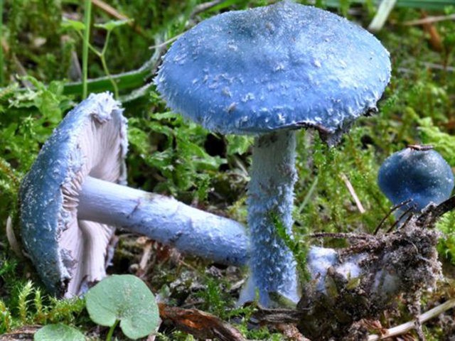 Mushroom stropharia blue-green (Troyshling yar copperhead): photo and description, use