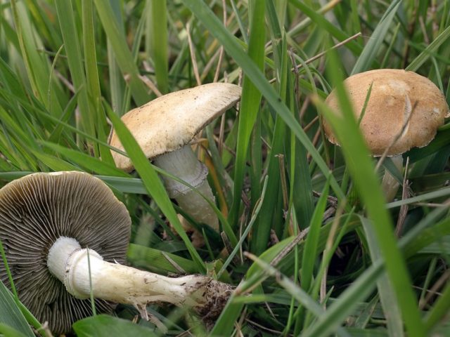 Mushroom stropharia blue-green (Troyshling yar copperhead): photo and description, use