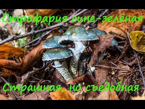 Mushroom stropharia blue-green (Troyshling yar copperhead): photo and description, use