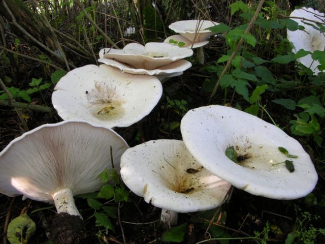 Mushroom talker giant: description and photo