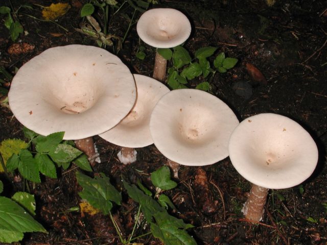 Mushroom talker giant: description and photo