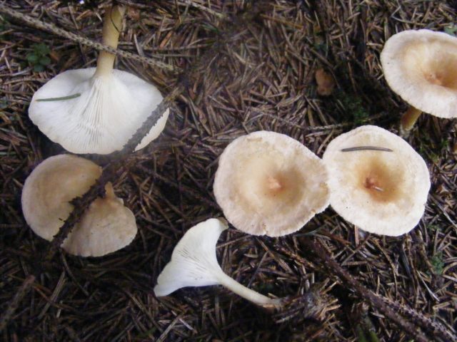 Mushroom talker giant: description and photo