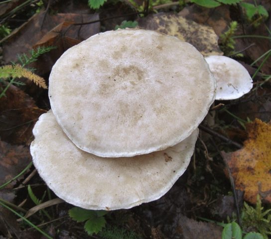 Mushroom talker giant: description and photo