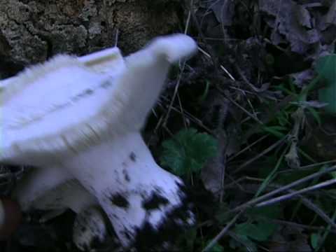 Mushroom talker giant: description and photo