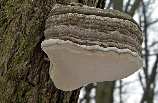 Mushroom tinder fungus: edible or not, why they called it that, description and photo