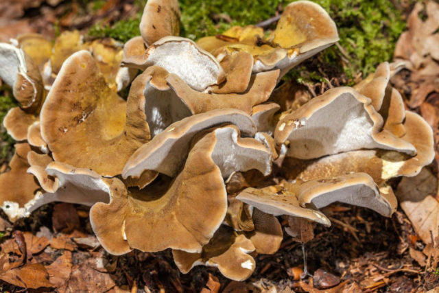 Mushroom tinder fungus: edible or not, why they called it that, description and photo