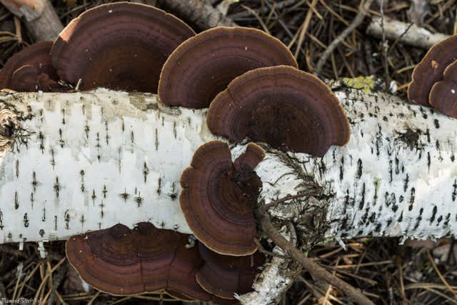 Mushroom tinder fungus: edible or not, why they called it that, description and photo