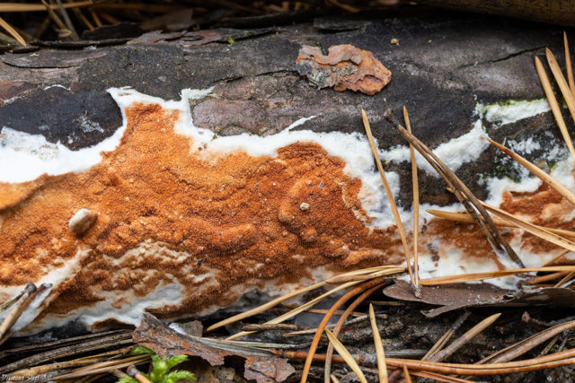 Mushroom tinder fungus: edible or not, why they called it that, description and photo