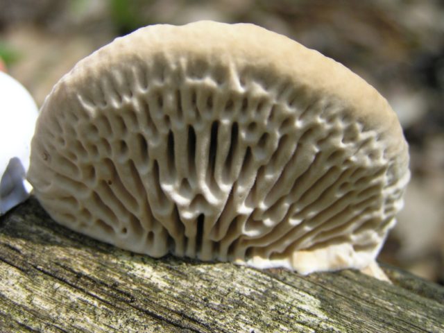 Mushroom tinder fungus: edible or not, why they called it that, description and photo