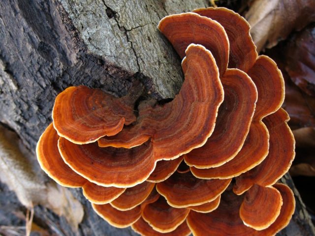 Mushroom tinder fungus: edible or not, why they called it that, description and photo