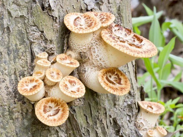 Mushroom tinder fungus: edible or not, why they called it that, description and photo