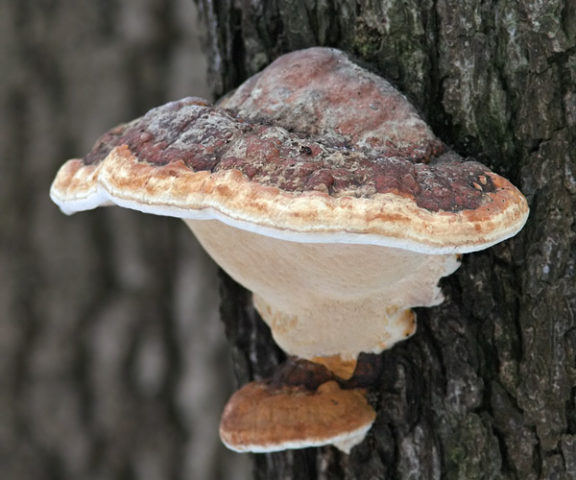 Mushroom tinder fungus: edible or not, why they called it that, description and photo