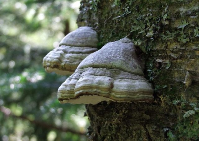 Mushroom tinder fungus: edible or not, why they called it that, description and photo