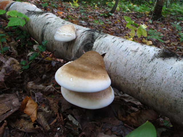 Mushroom tinder fungus: edible or not, why they called it that, description and photo