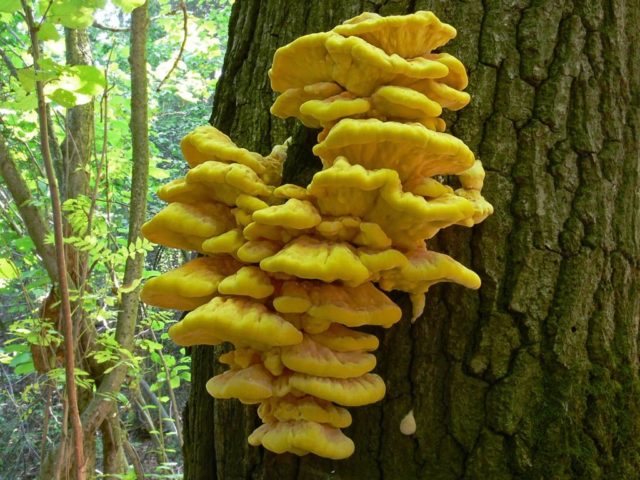 Mushroom tinder fungus: edible or not, why they called it that, description and photo