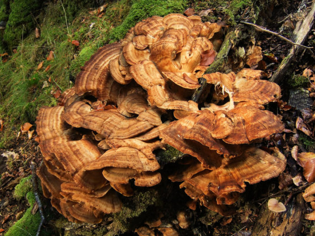 Mushroom tinder fungus: edible or not, why they called it that, description and photo