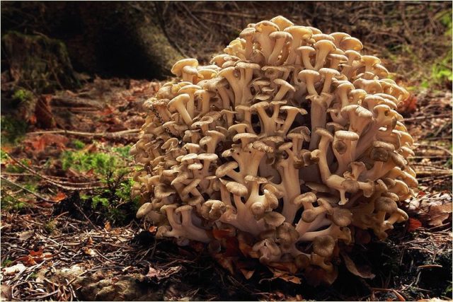 Mushroom tinder fungus: edible or not, why they called it that, description and photo