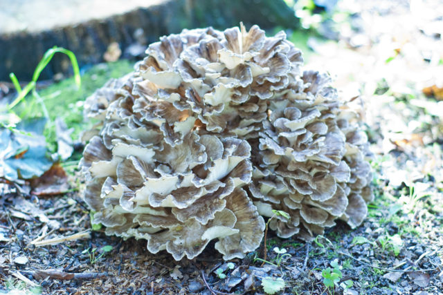 Mushroom tinder fungus: edible or not, why they called it that, description and photo