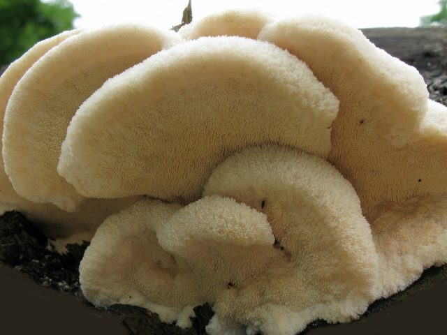 Mushroom tinder fungus: edible or not, why they called it that, description and photo