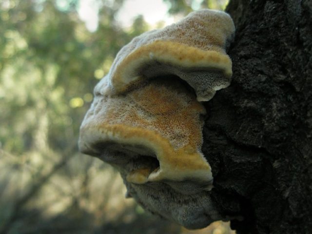 Mushroom tinder fungus: edible or not, why they called it that, description and photo