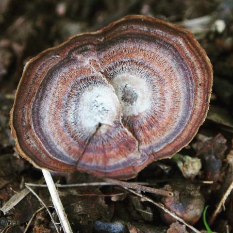 Mushroom tinder fungus: edible or not, why they called it that, description and photo