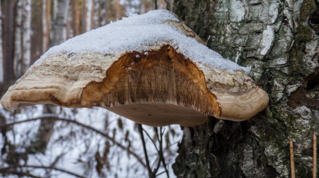 Mushroom tinder fungus: edible or not, why they called it that, description and photo