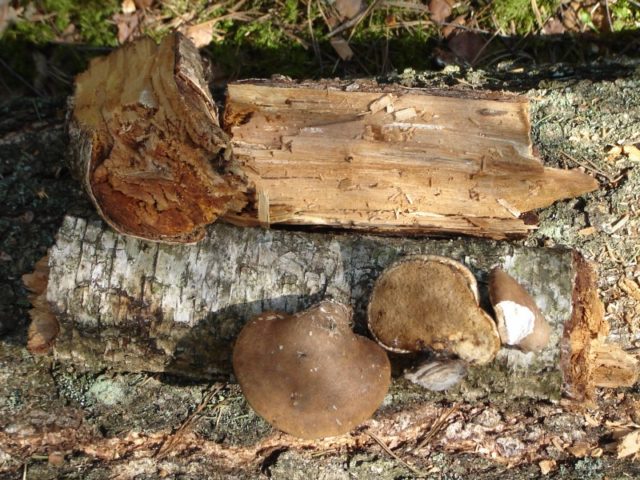 Mushroom tinder fungus: edible or not, why they called it that, description and photo