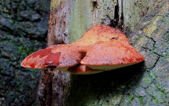 Mushroom tinder fungus: edible or not, why they called it that, description and photo