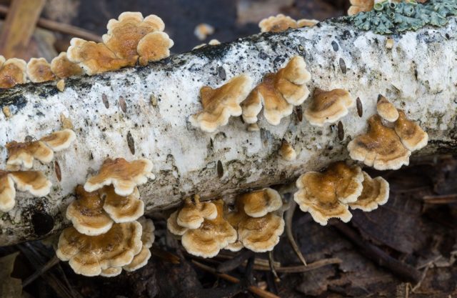 Mushroom tinder fungus: edible or not, why they called it that, description and photo