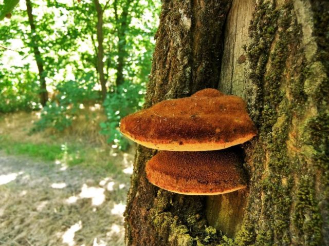 Mushroom tinder fungus: edible or not, why they called it that, description and photo