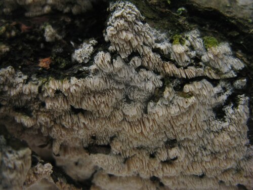 Mushroom tinder fungus: edible or not, why they called it that, description and photo