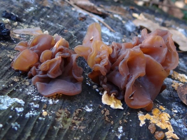 Mushroom trembling leafy (fringed): photo and description