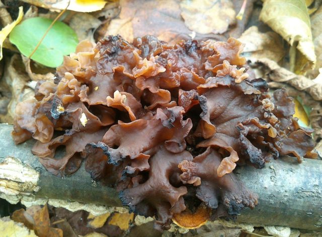 Mushroom trembling leafy (fringed): photo and description