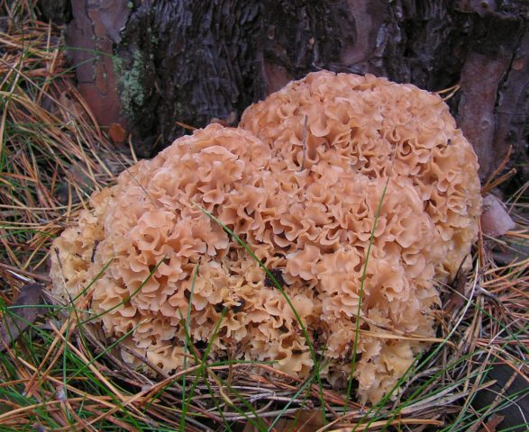 Mushroom trembling leafy (fringed): photo and description