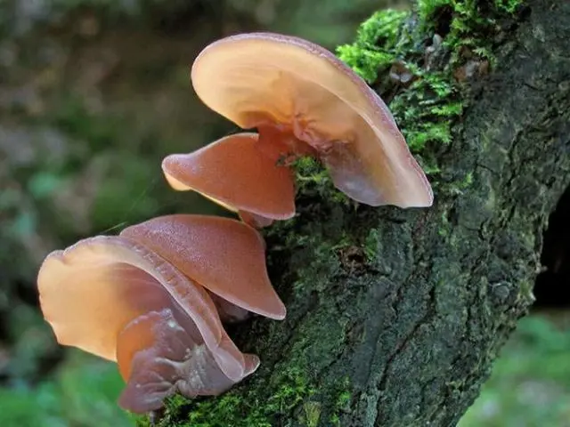 Mushroom trembling leafy (fringed): photo and description