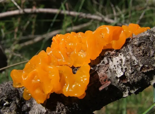 Mushroom trembling leafy (fringed): photo and description