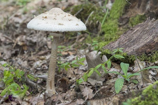 Mushroom umbrella Conrad: description and photo