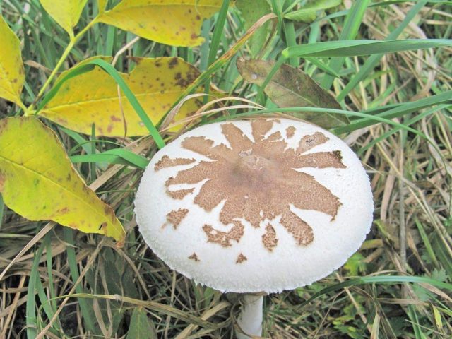 Mushroom umbrella Conrad: description and photo