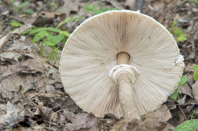 Mushroom umbrella Conrad: description and photo