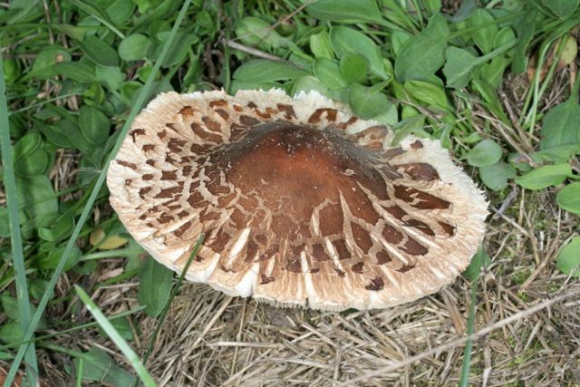 Mushroom umbrella Conrad: description and photo