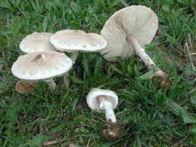 Mushroom umbrella Conrad: description and photo