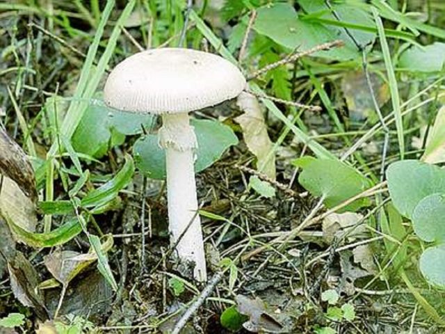 Mushroom umbrella Conrad: description and photo