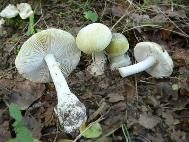 Mushroom umbrella Conrad: description and photo