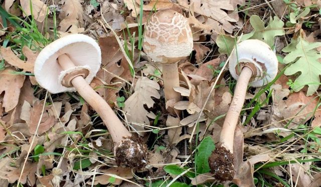 Mushroom umbrella Conrad: description and photo